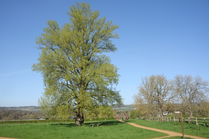 trees-the-black-poplar-bearsted-woodland-trust